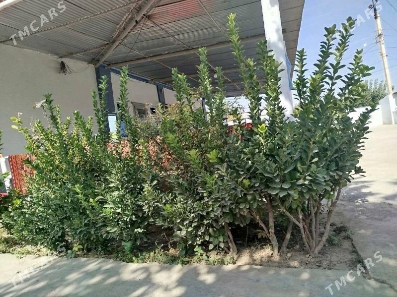 Beresiklet weçnyy zelyonnyy - Багир - img 5