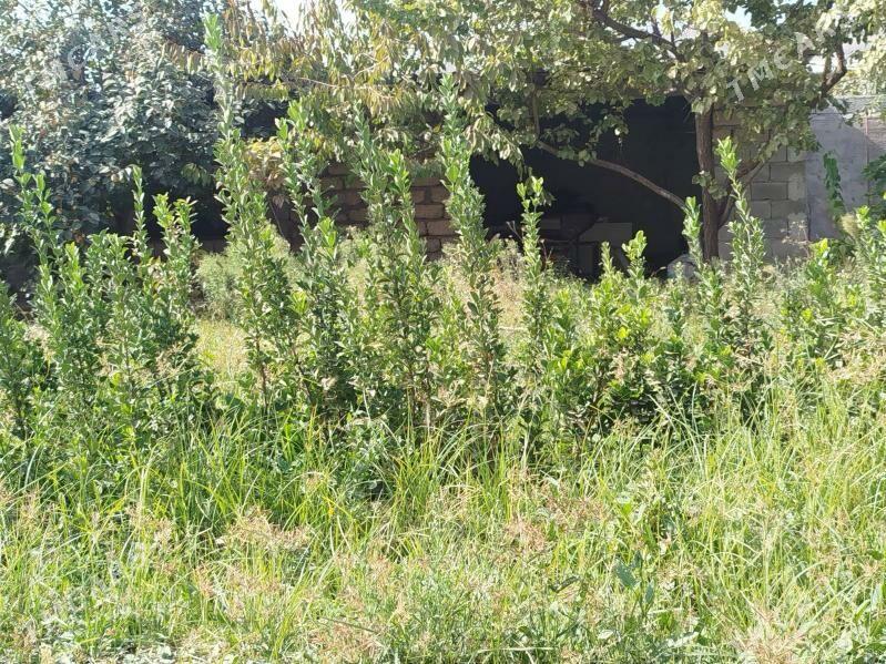 Beresiklet weçnyy zelyonnyy - Багир - img 6