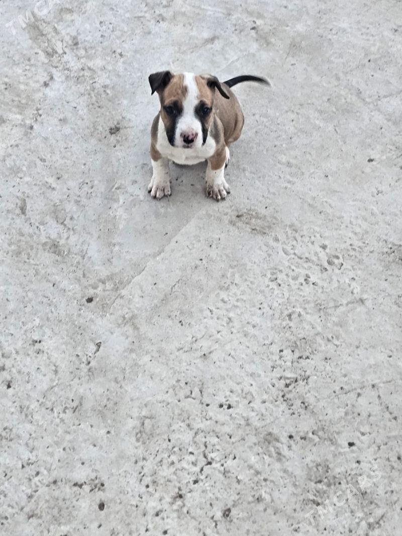 pitbul - Türkmenabat - img 4