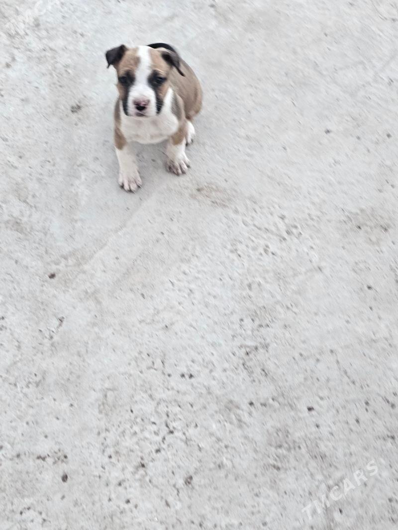 pitbul - Türkmenabat - img 5