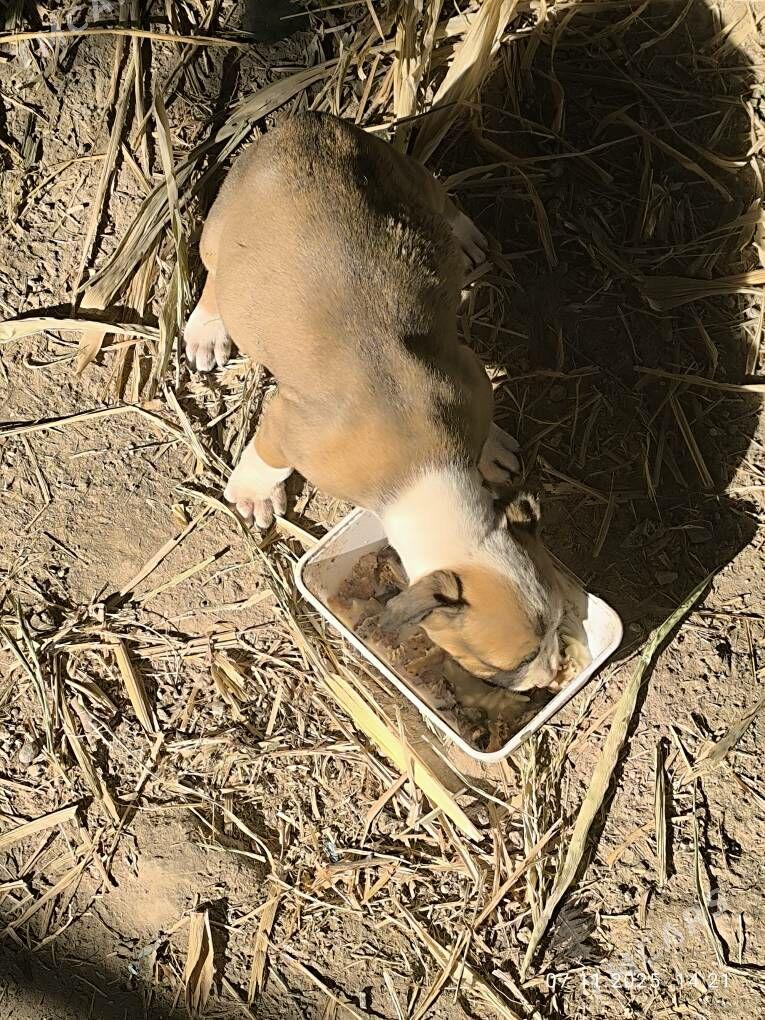 pitbul - Türkmenabat - img 2