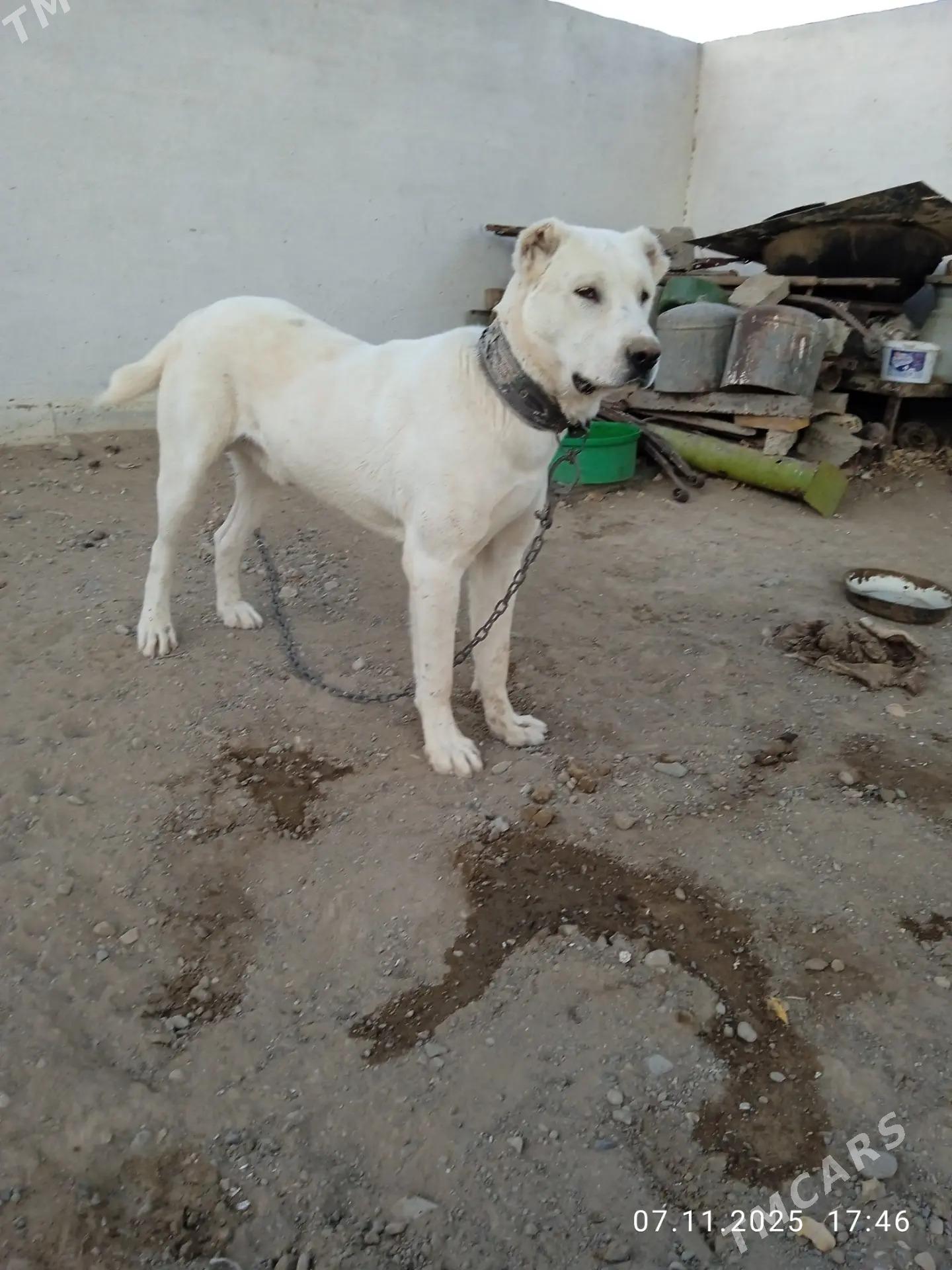 alabay kopek - Gyzylarbat - img 1