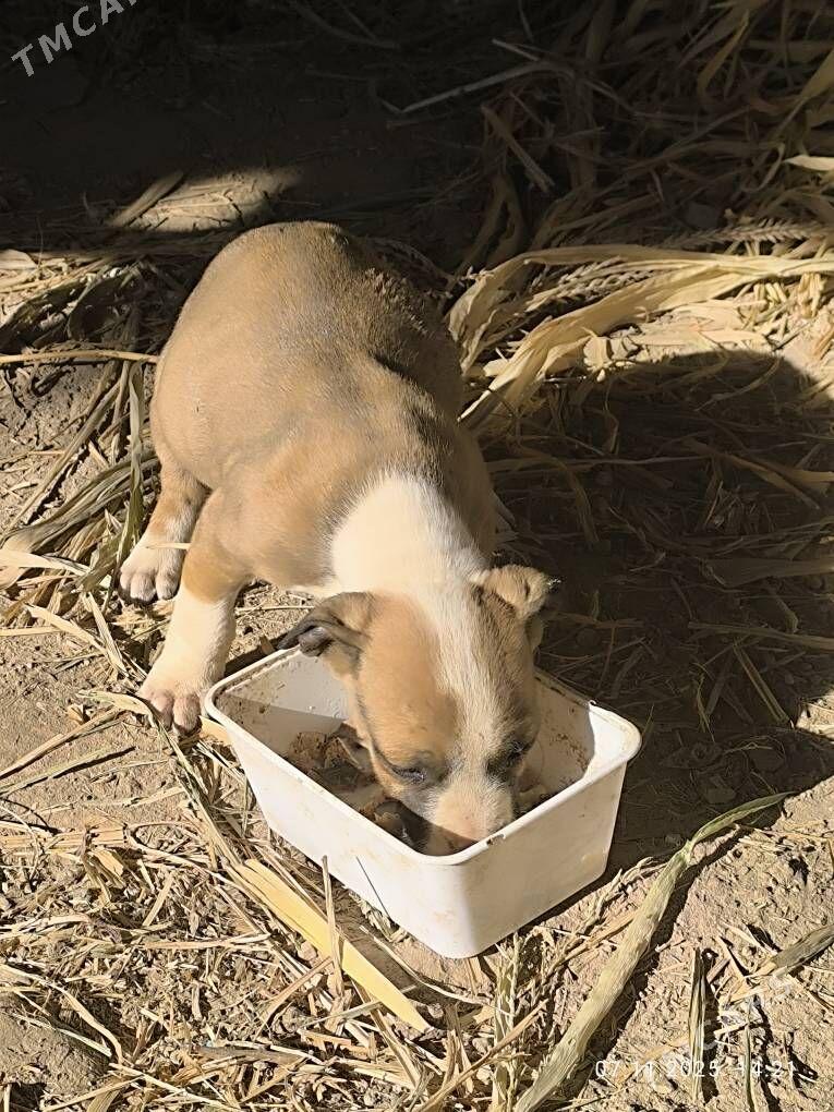 pitbul - Türkmenabat - img 3