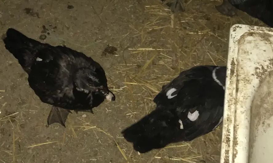 MESNİ TOWSAN ABMEN MUSKUS ORDE - Çärjew - img 4