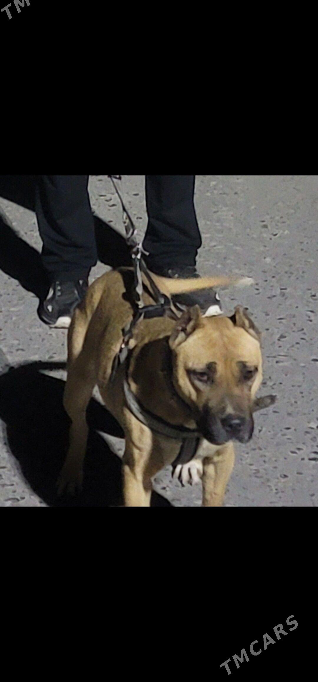 pitbul - Туркменабат - img 1