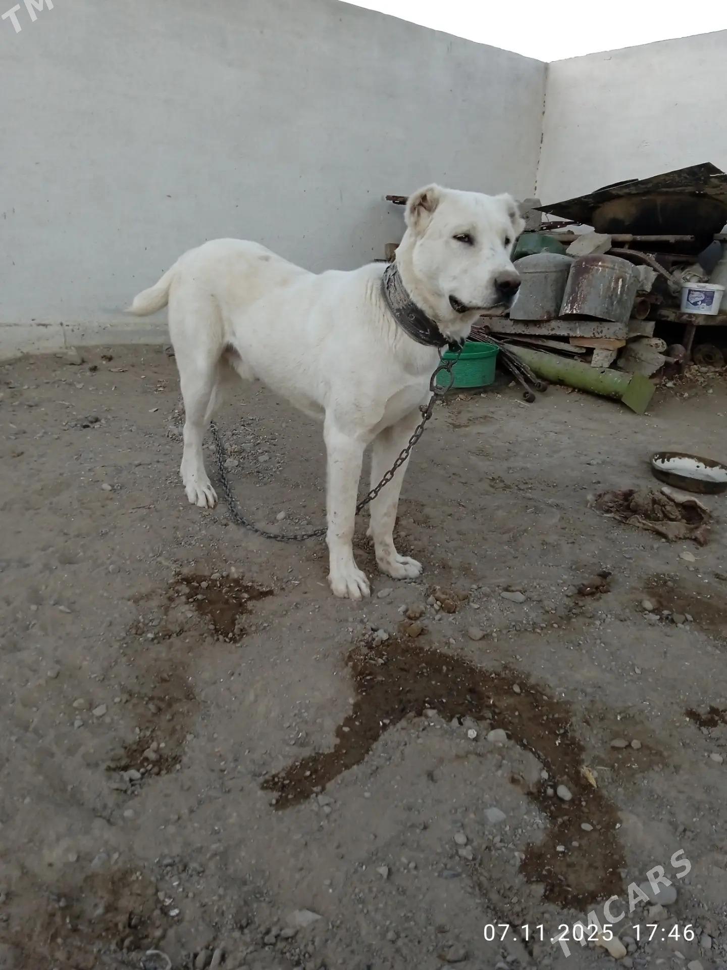 alabay kopek - Gyzylarbat - img 2