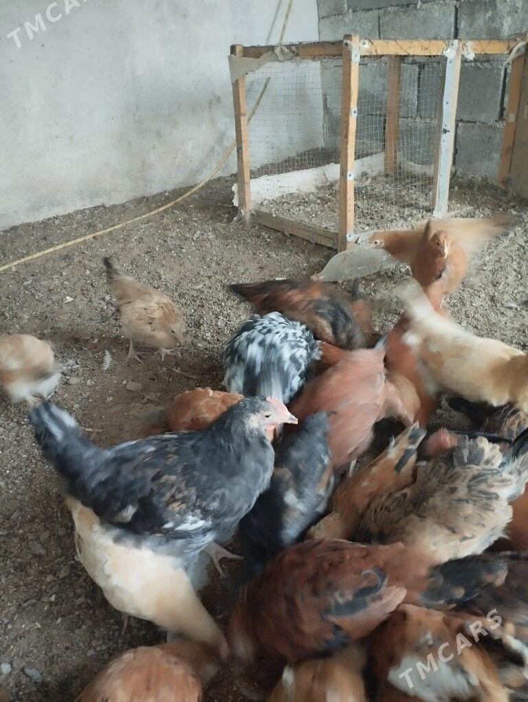 Juyje - Тязе заман - img 1