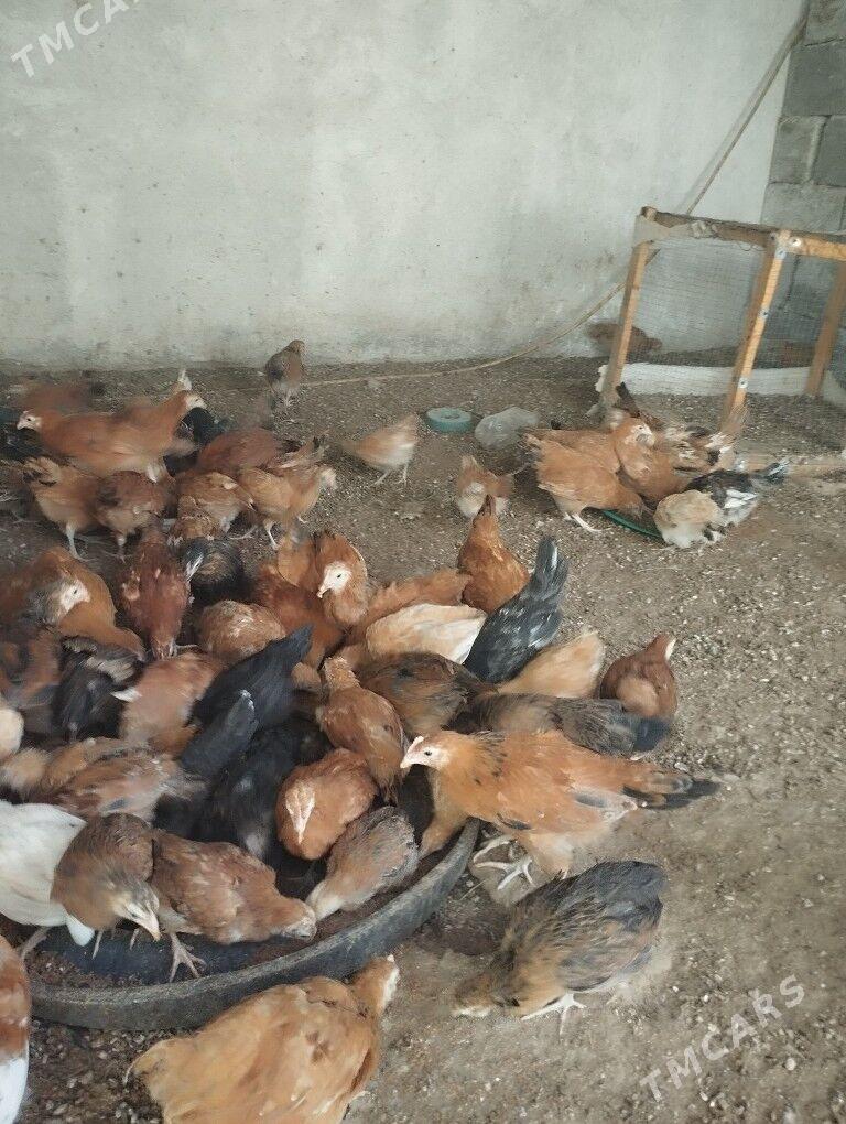 Juyje - Тязе заман - img 4