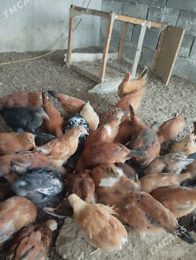 Juyje - Тязе заман - img 2