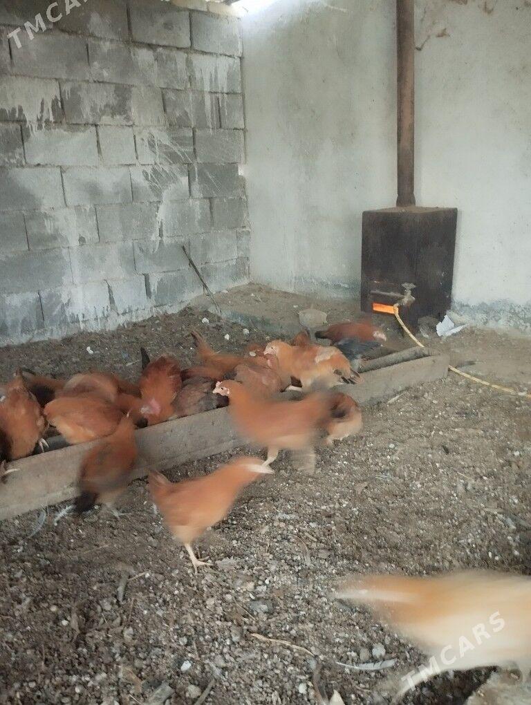 Juyje - Тязе заман - img 3