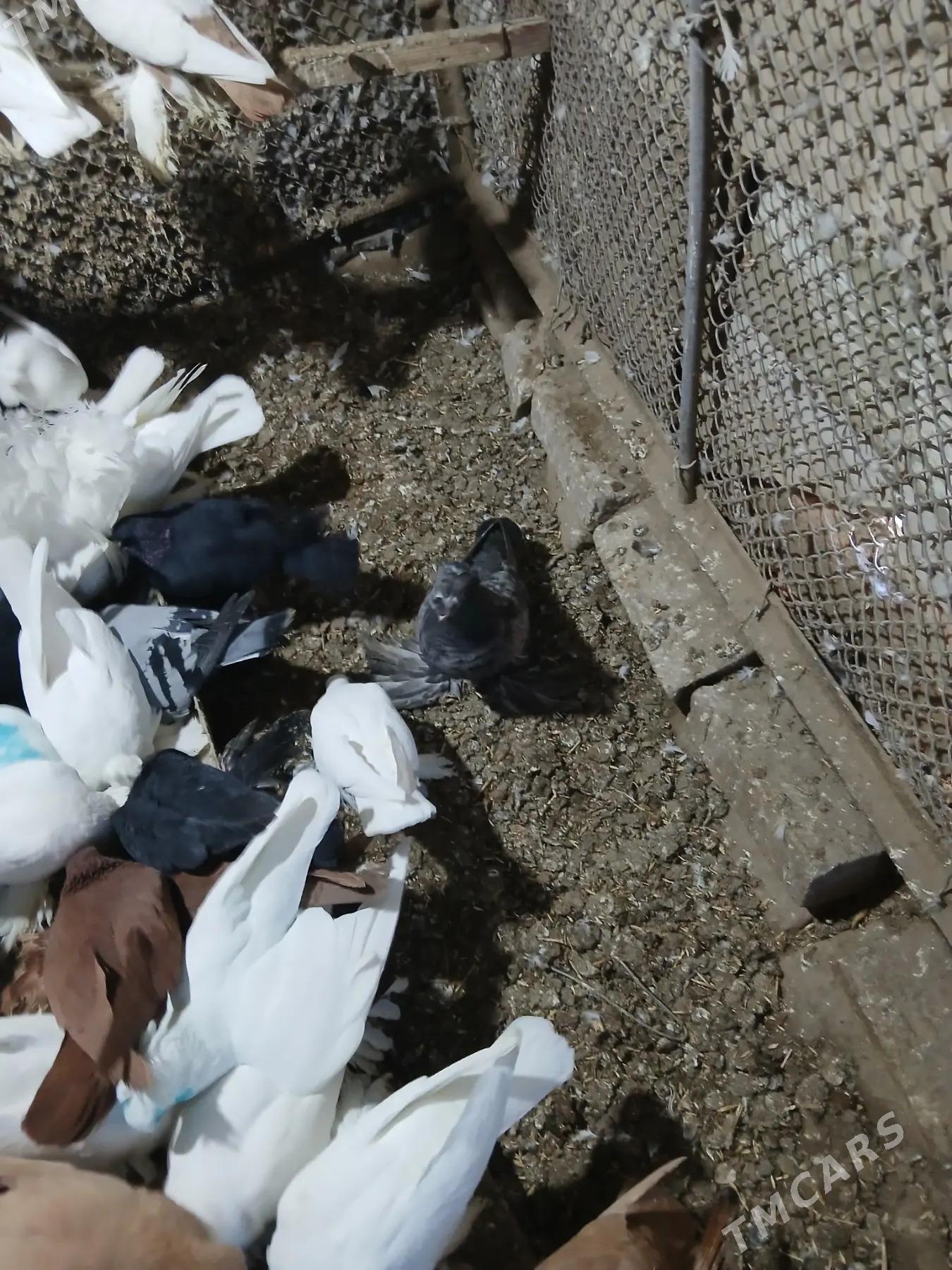 Kepderi - Дянев - img 8