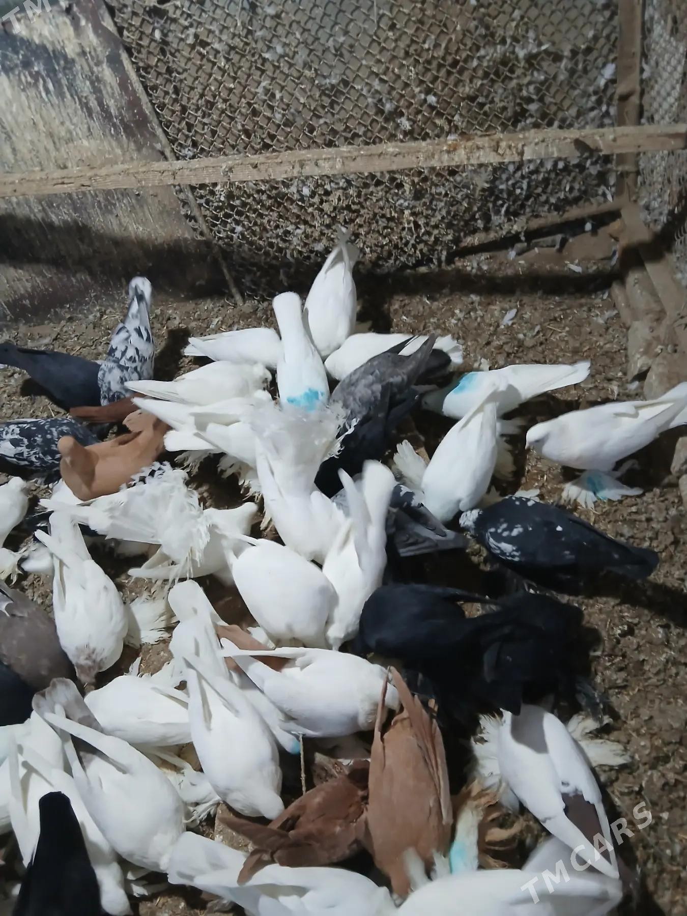 Kepderi - Дянев - img 3