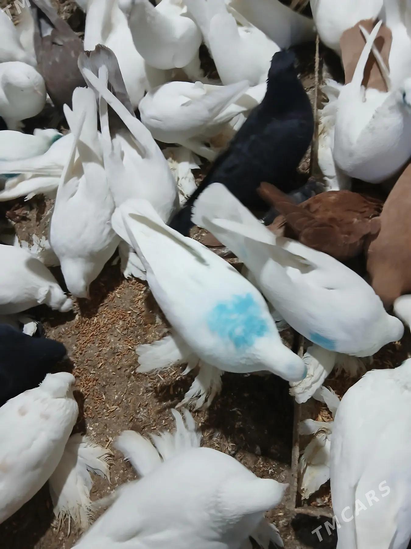 Kepderi - Дянев - img 2