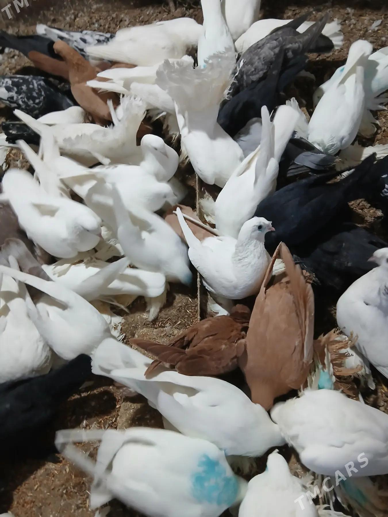 Kepderi - Дянев - img 6