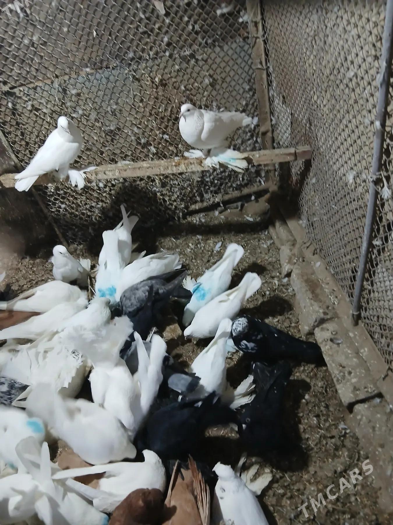 Kepderi - Дянев - img 7