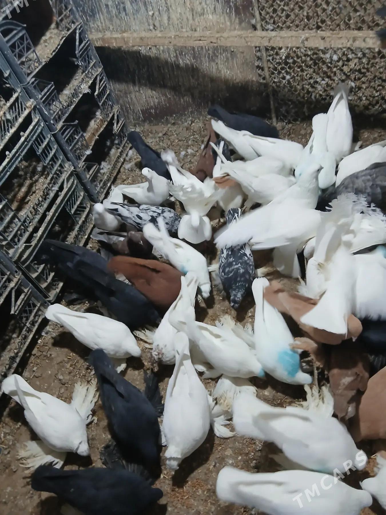 Kepderi - Дянев - img 5