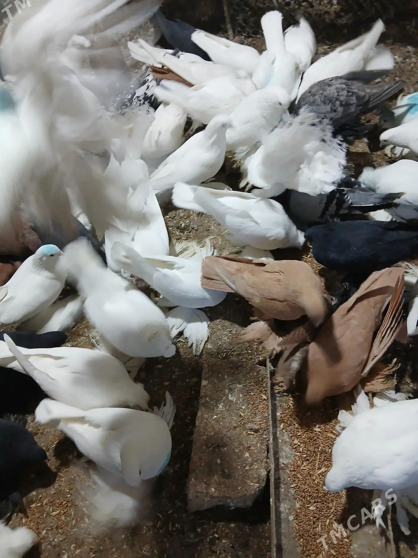 Kepderi - Дянев - img 4