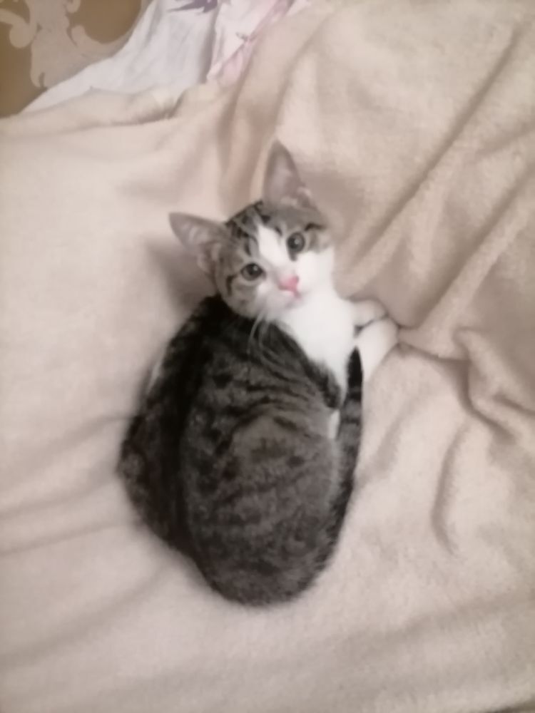 Котёнок в добрые рук - Туркменабат - img 3