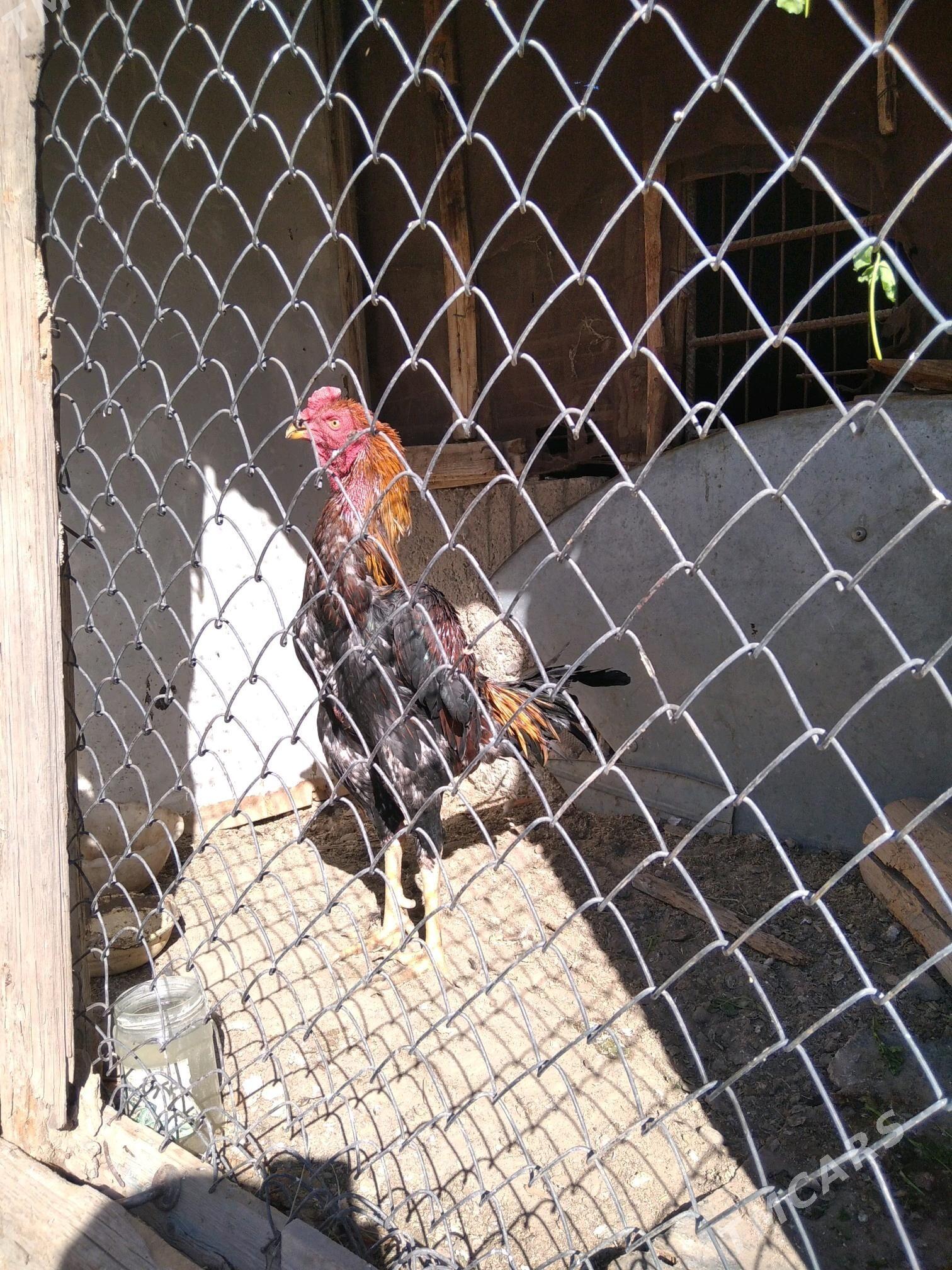 taskent horoz - Ашхабад - img 2