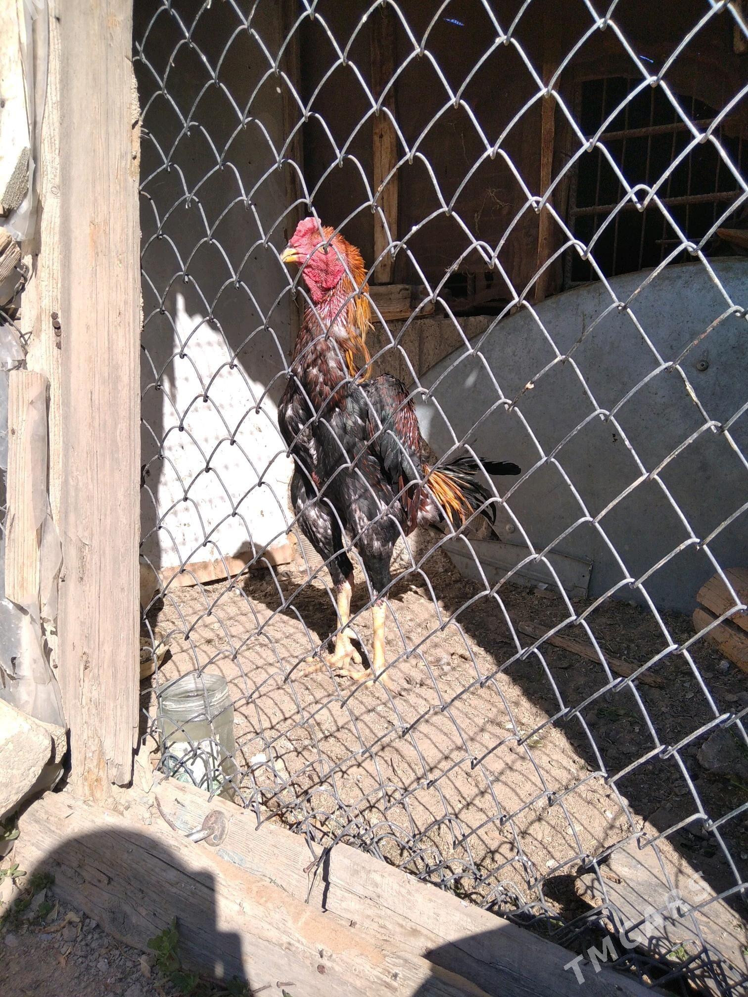 taskent horoz - Ашхабад - img 1