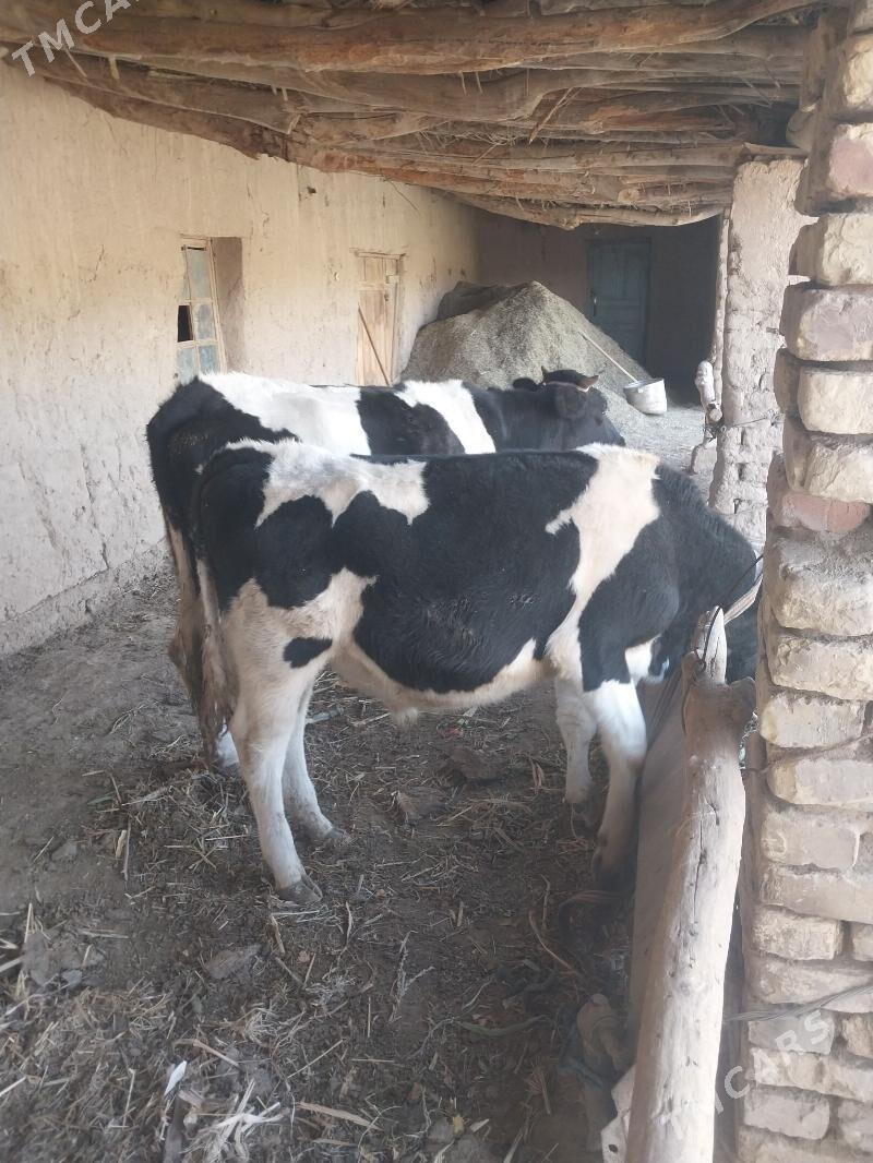 Okuz bilen Gunajyn - Saýat - img 2