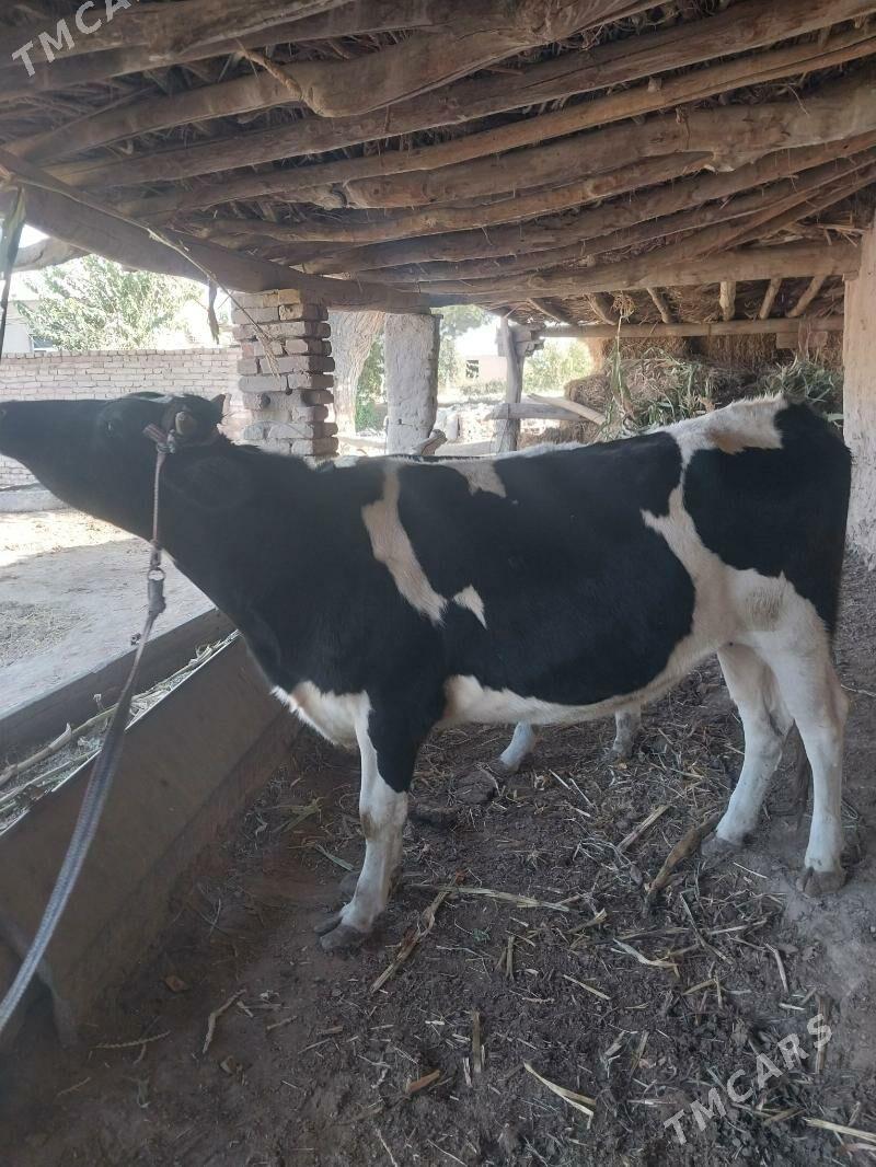 Okuz bilen Gunajyn - Saýat - img 1