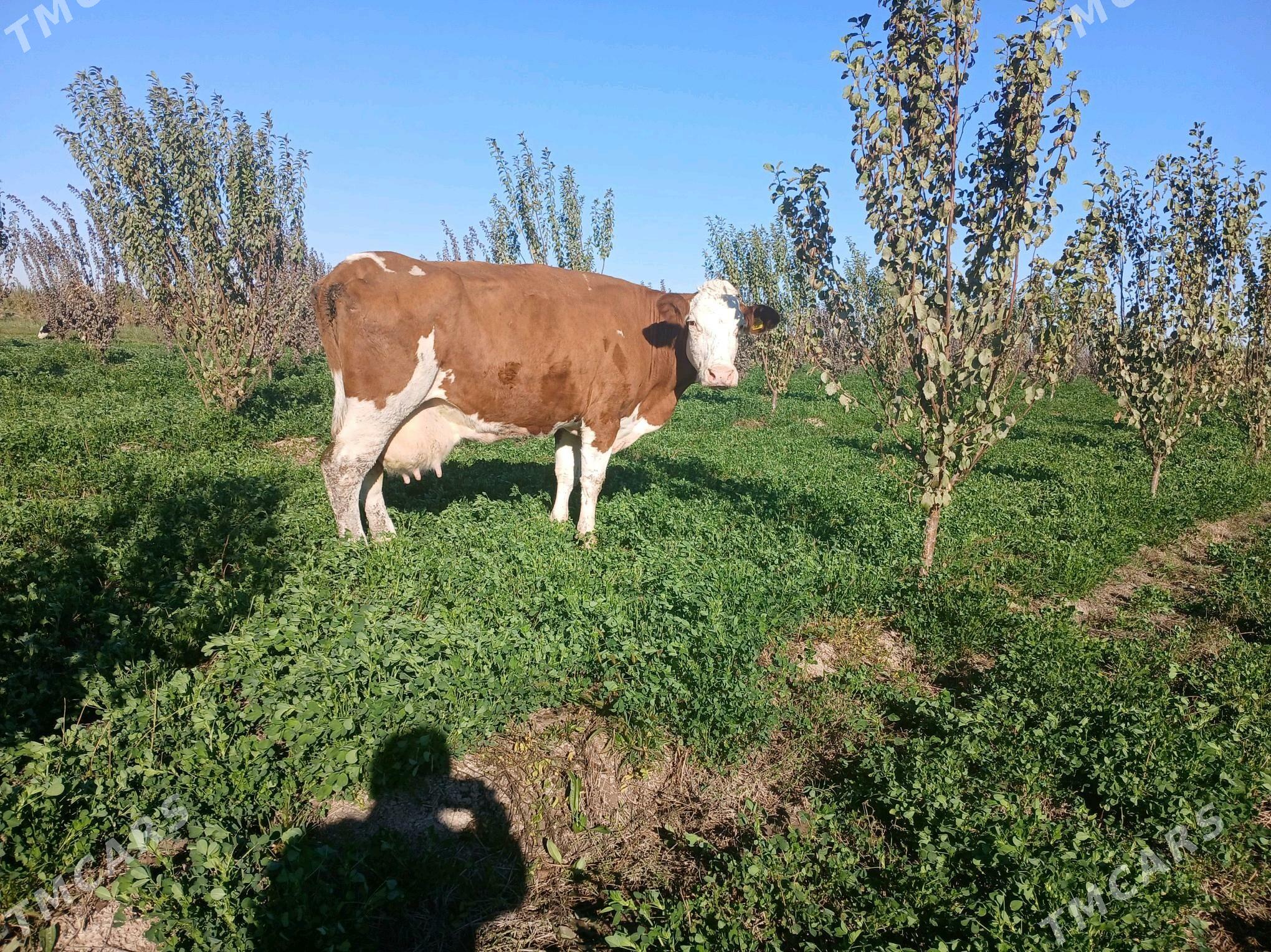 simental bogaz - Farap - img 1