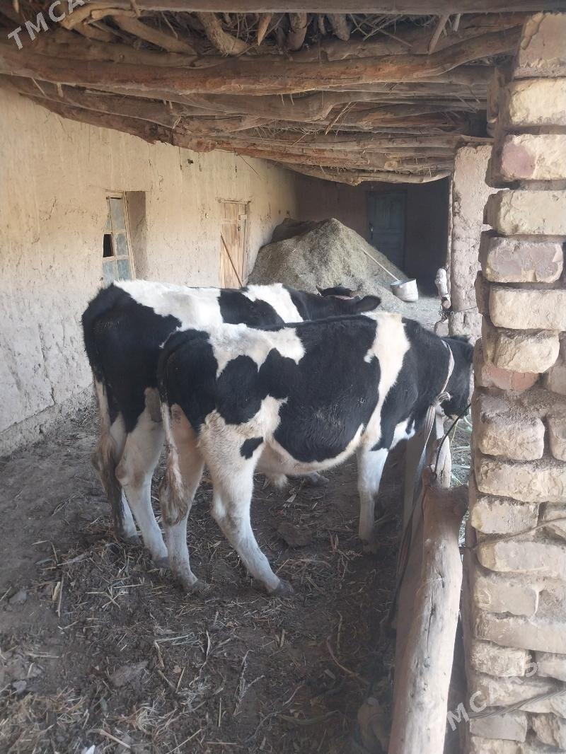 Okuz bilen Gunajyn - Saýat - img 3