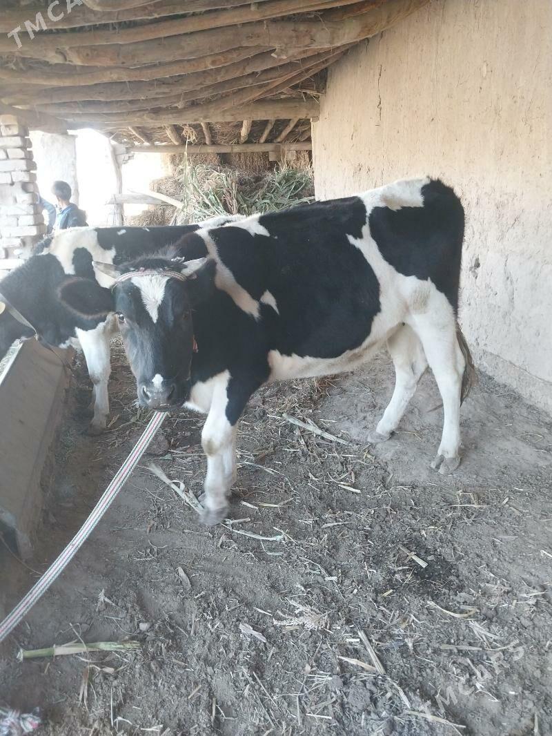 Okuz bilen Gunajyn - Saýat - img 4