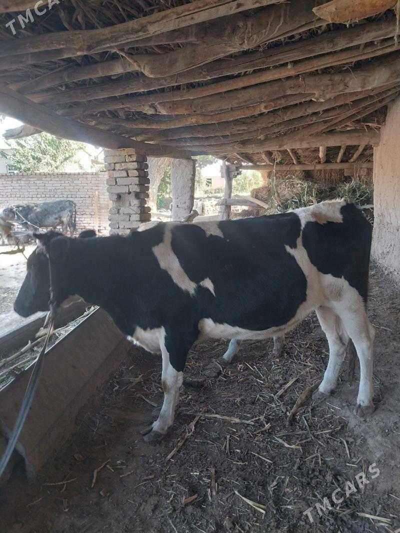 Okuz bilen Gunajyn - Saýat - img 5