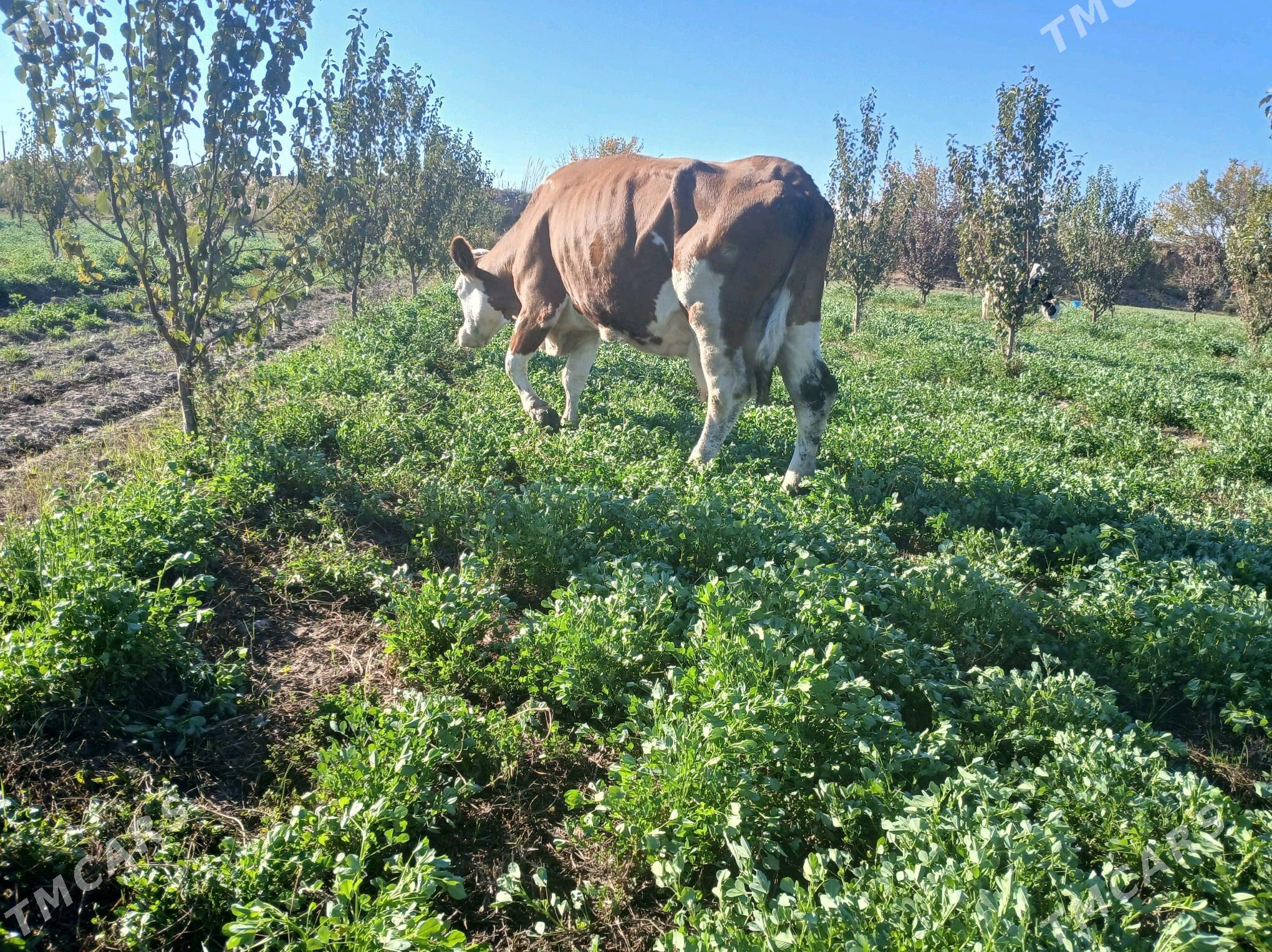 simental bogaz - Farap - img 2