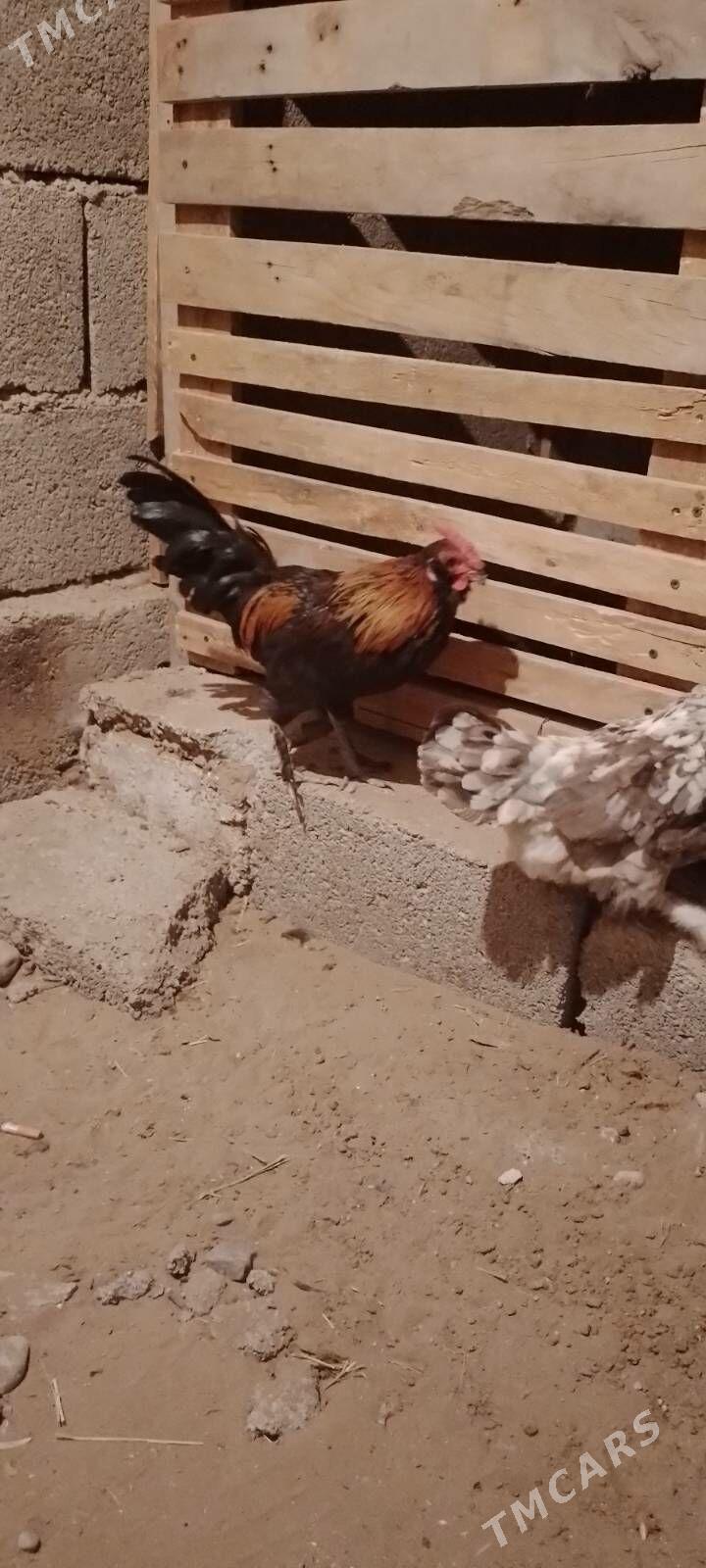 karlyk horoz - Гарадамак - img 1