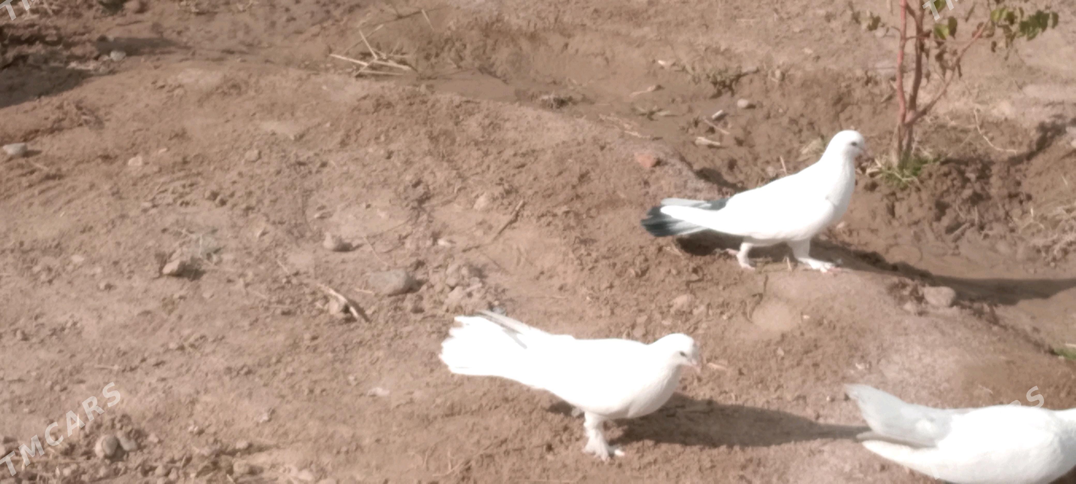 kepderi - Çoganly - img 2