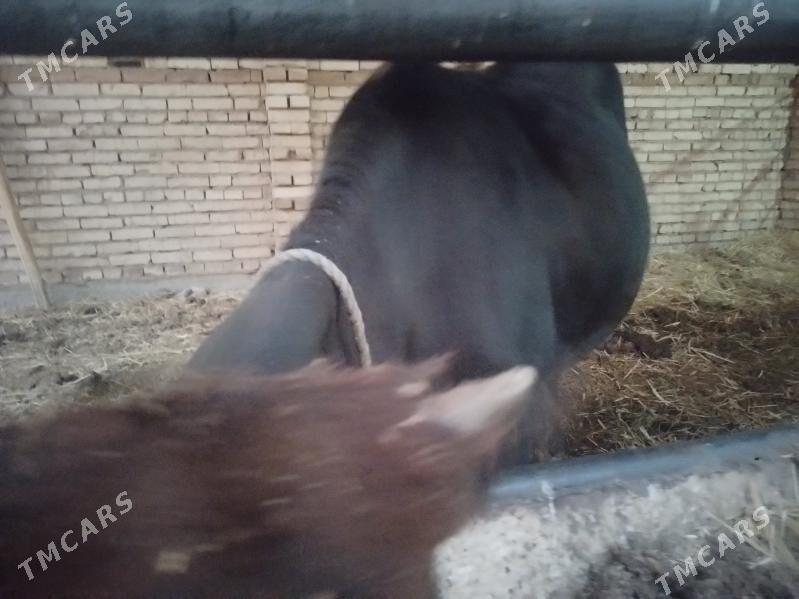 унаджын - Türkmenabat - img 3