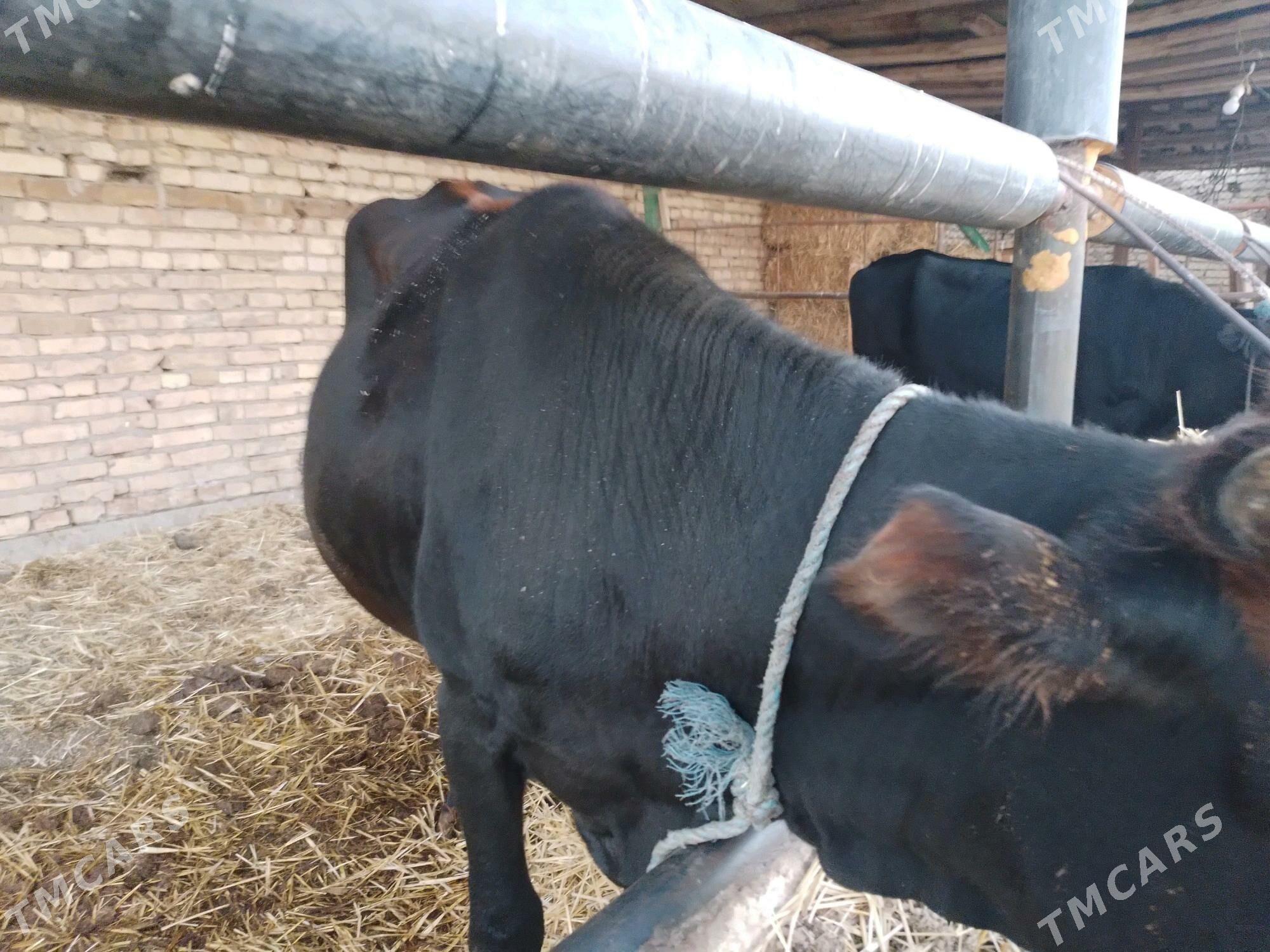 унаджын - Türkmenabat - img 2