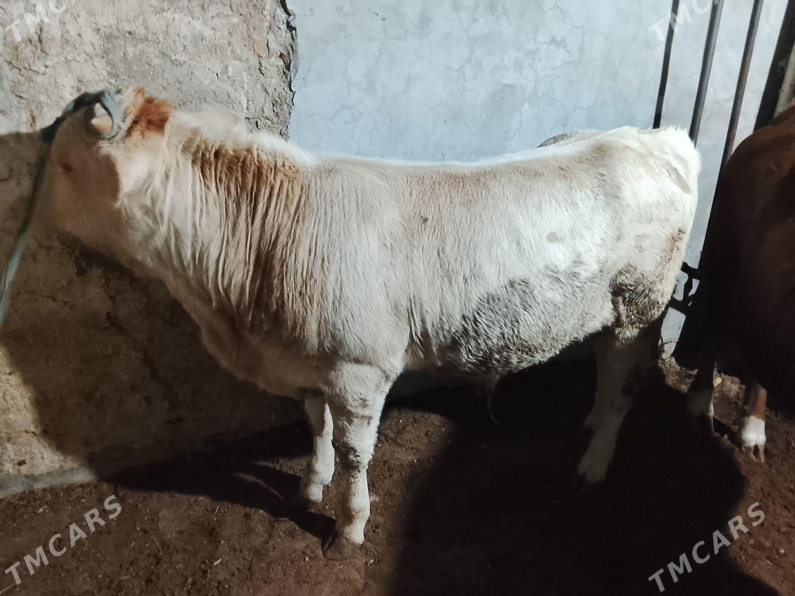 окуз - Балканабат - img 1