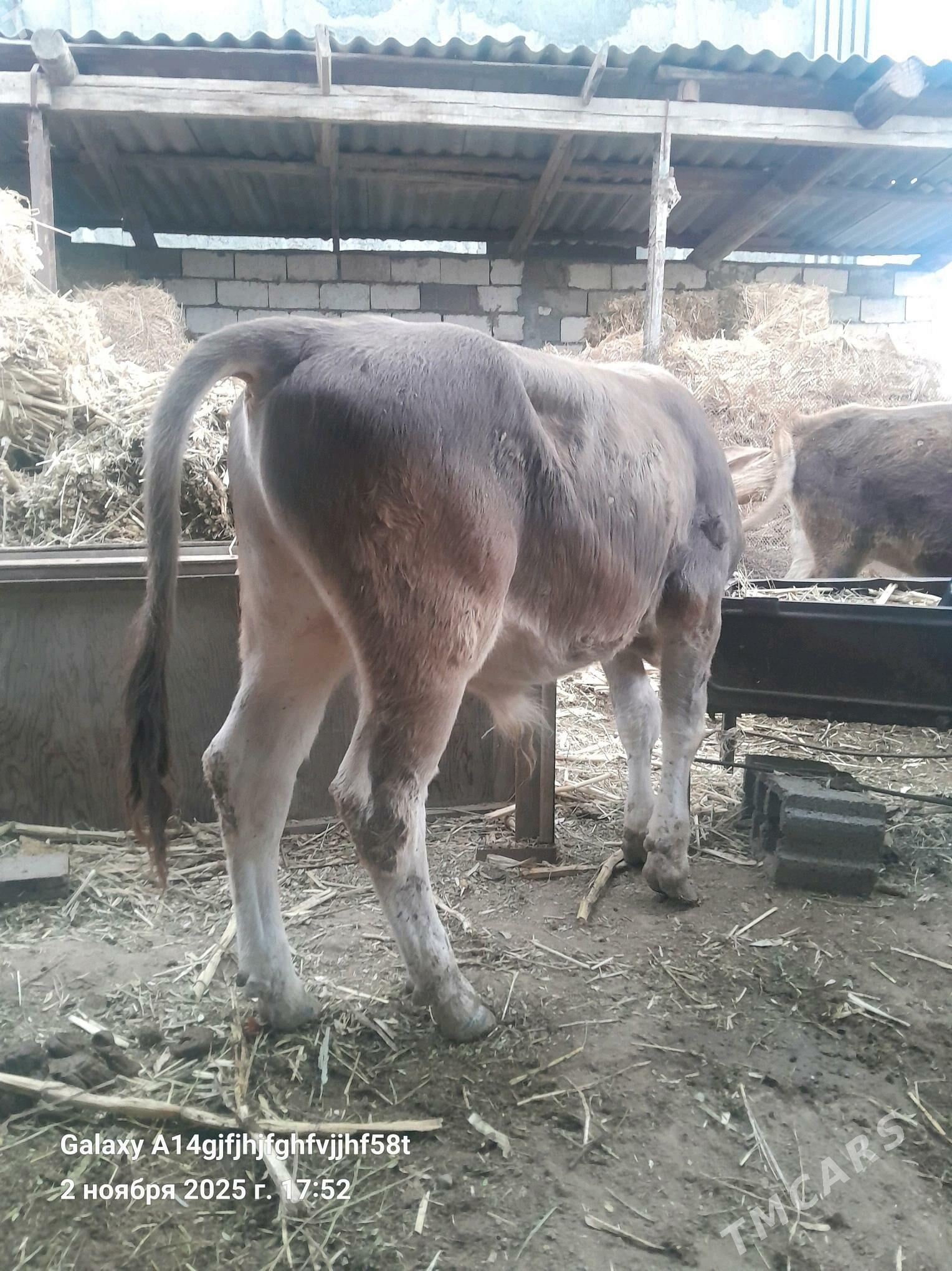 okuz - Gökje - img 4