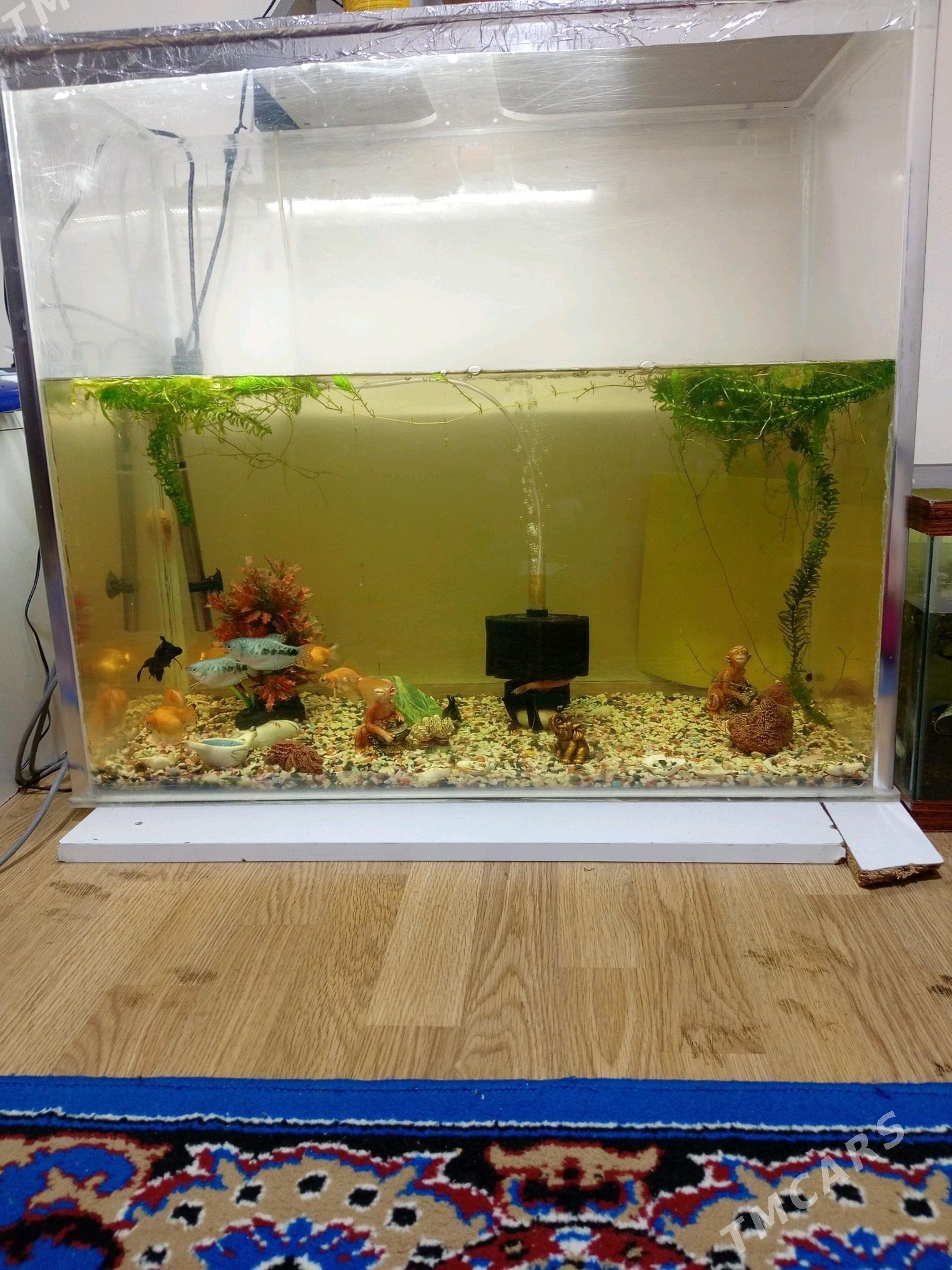 аквариум - Parahat 6 - img 1