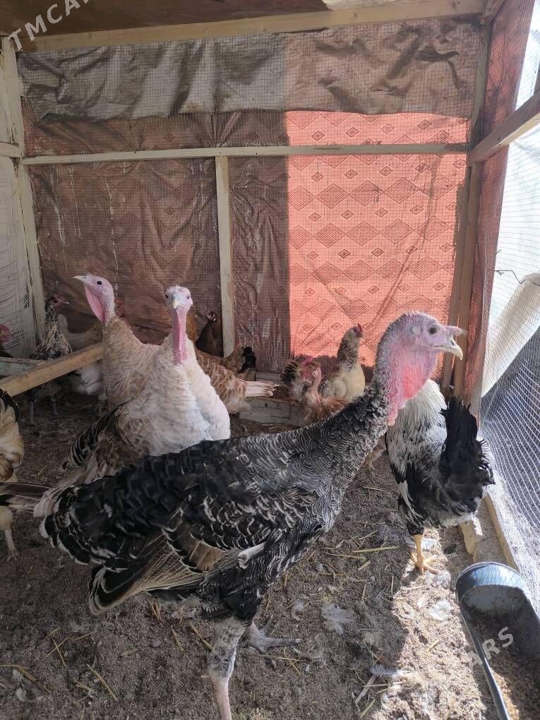 İnduklar индюки - Türkmenabat - img 4