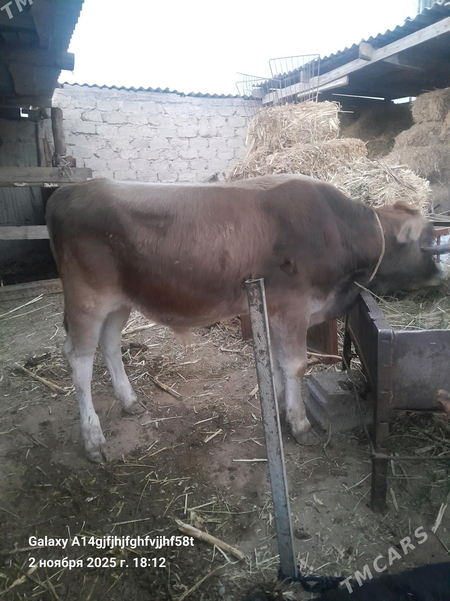 okuz - Gökje - img 3