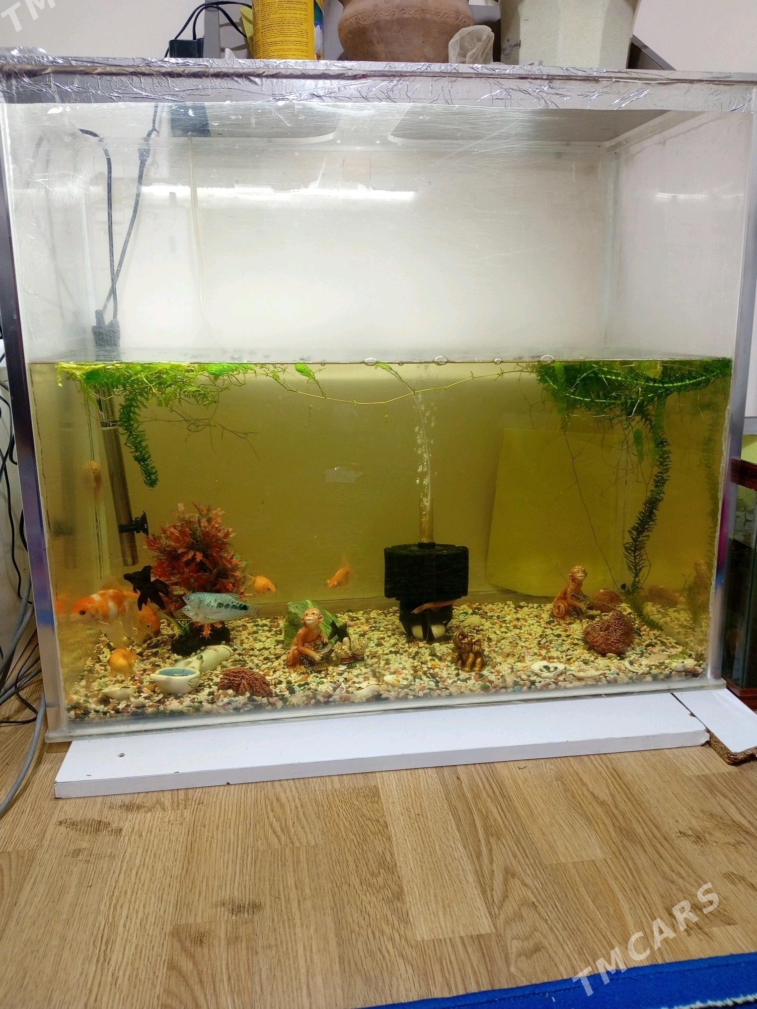 аквариум - Parahat 6 - img 2