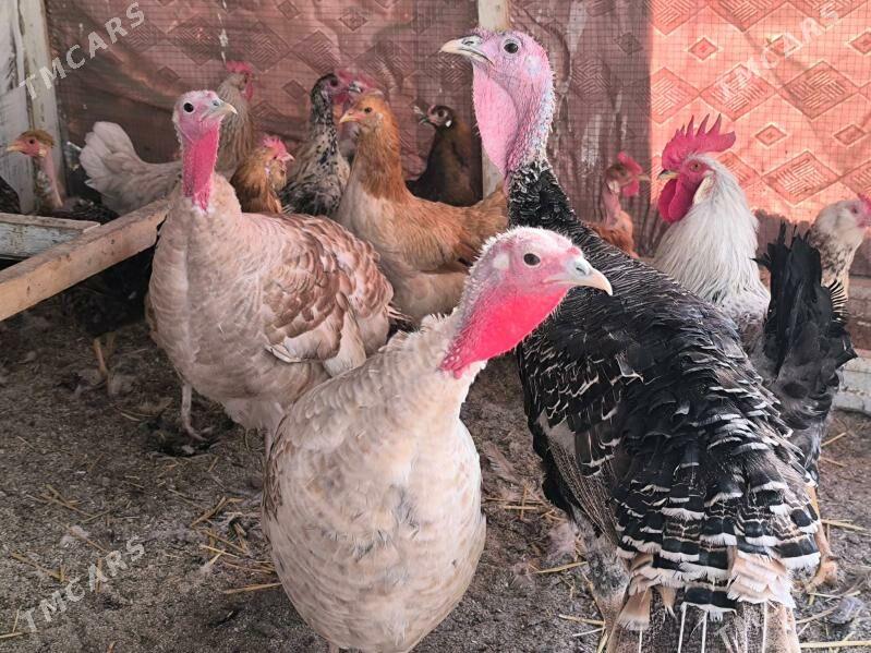 İnduklar индюки - Türkmenabat - img 2