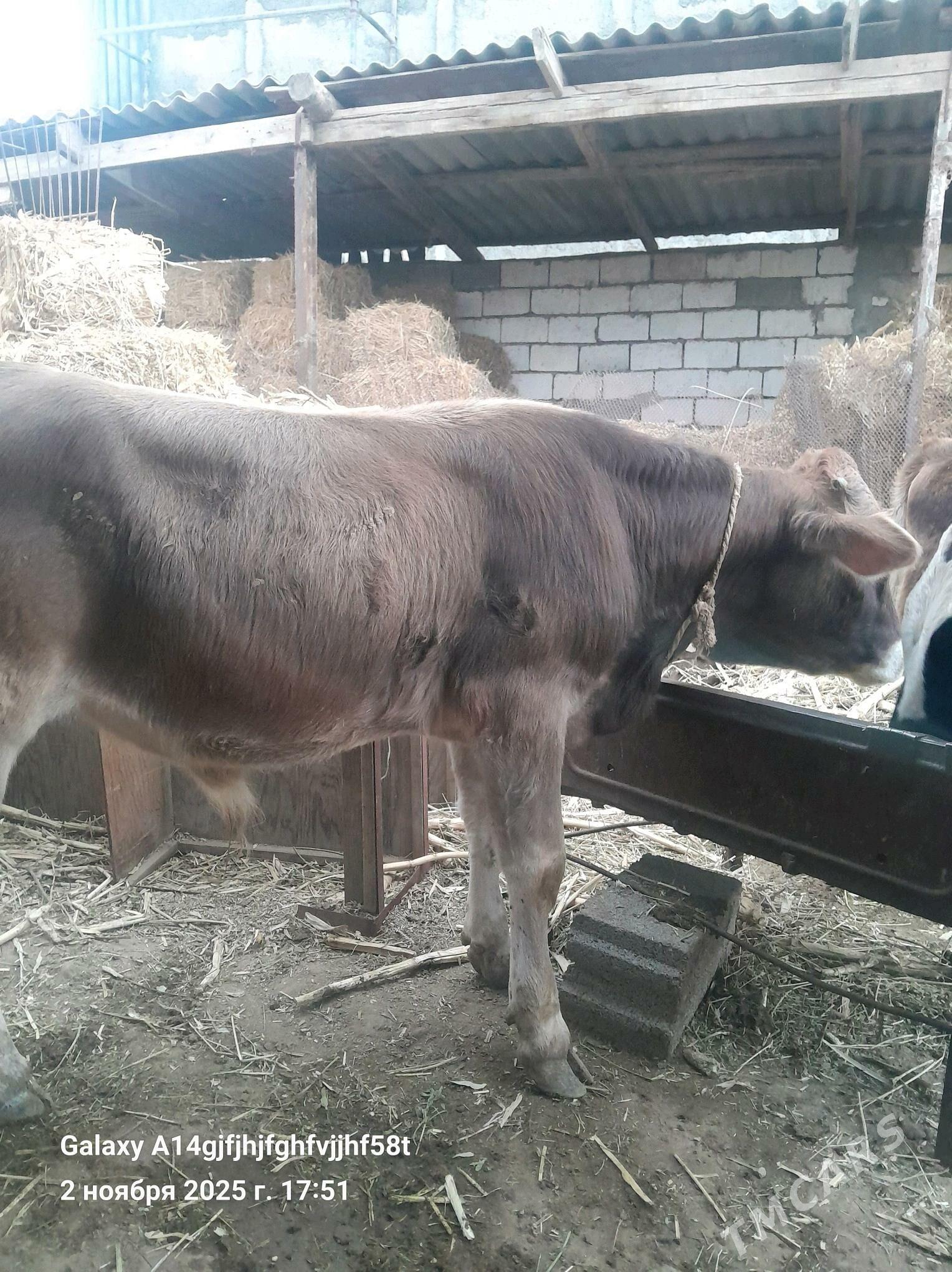 okuz - Gökje - img 5