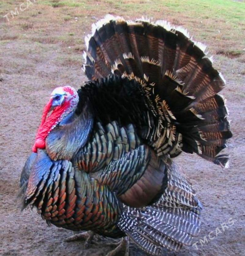 İnduklar индюки - Türkmenabat - img 1