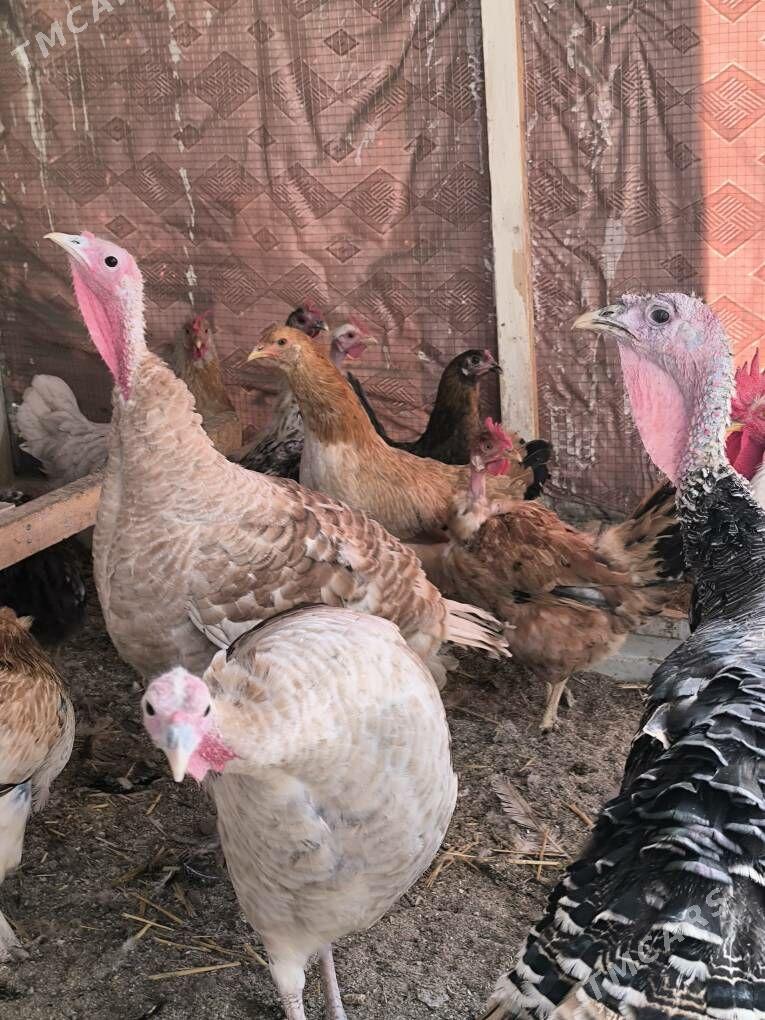 İnduklar индюки - Türkmenabat - img 3