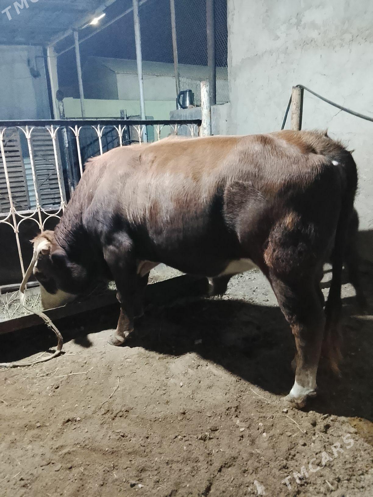 окуз - Balkanabat - img 1