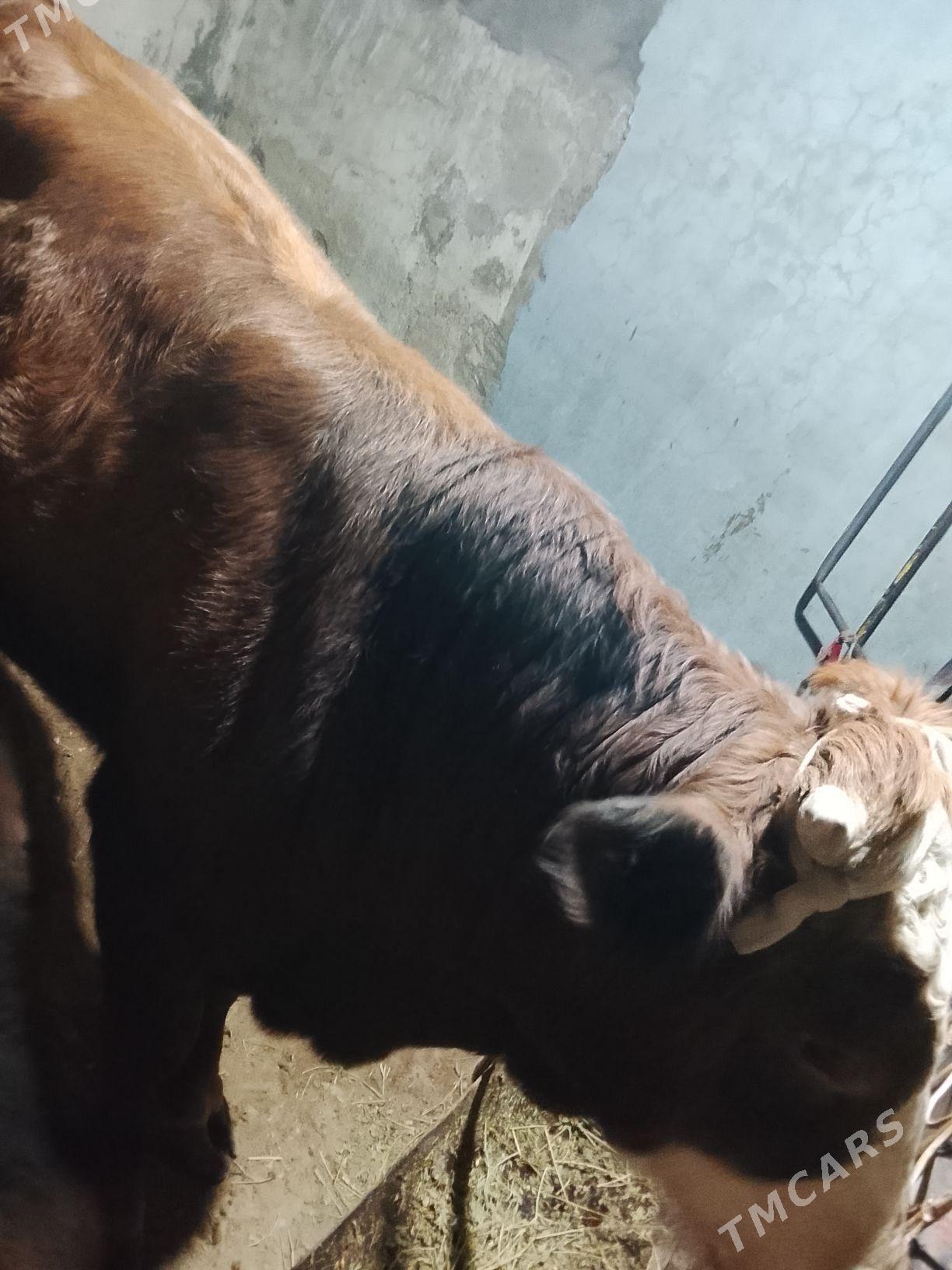 окуз - Balkanabat - img 2