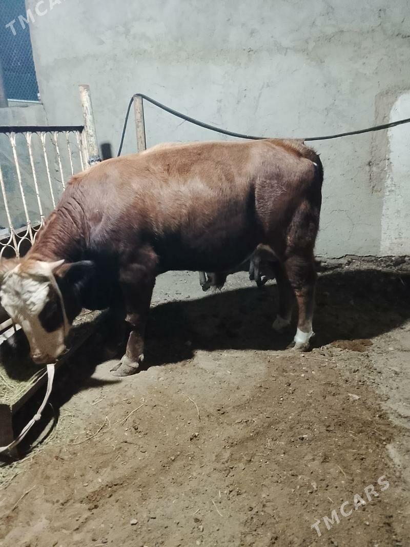 окуз - Balkanabat - img 3