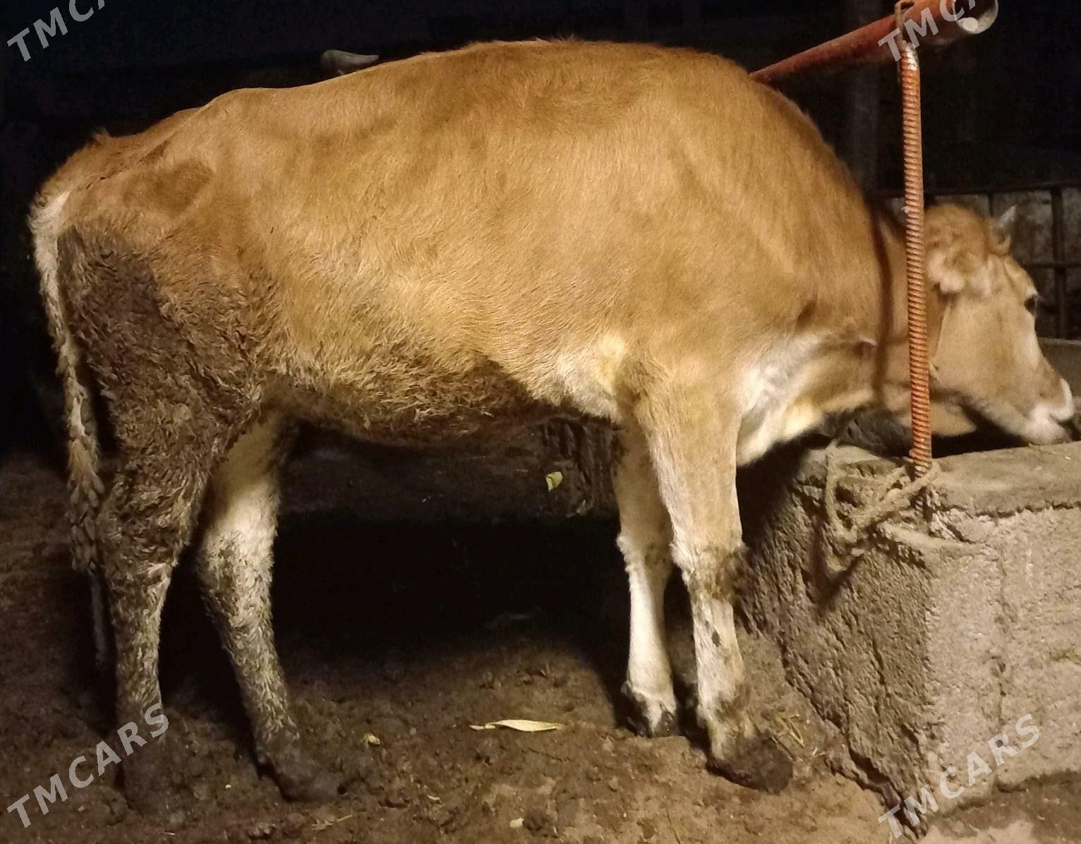 tuwe - Ýaşlyk - img 2