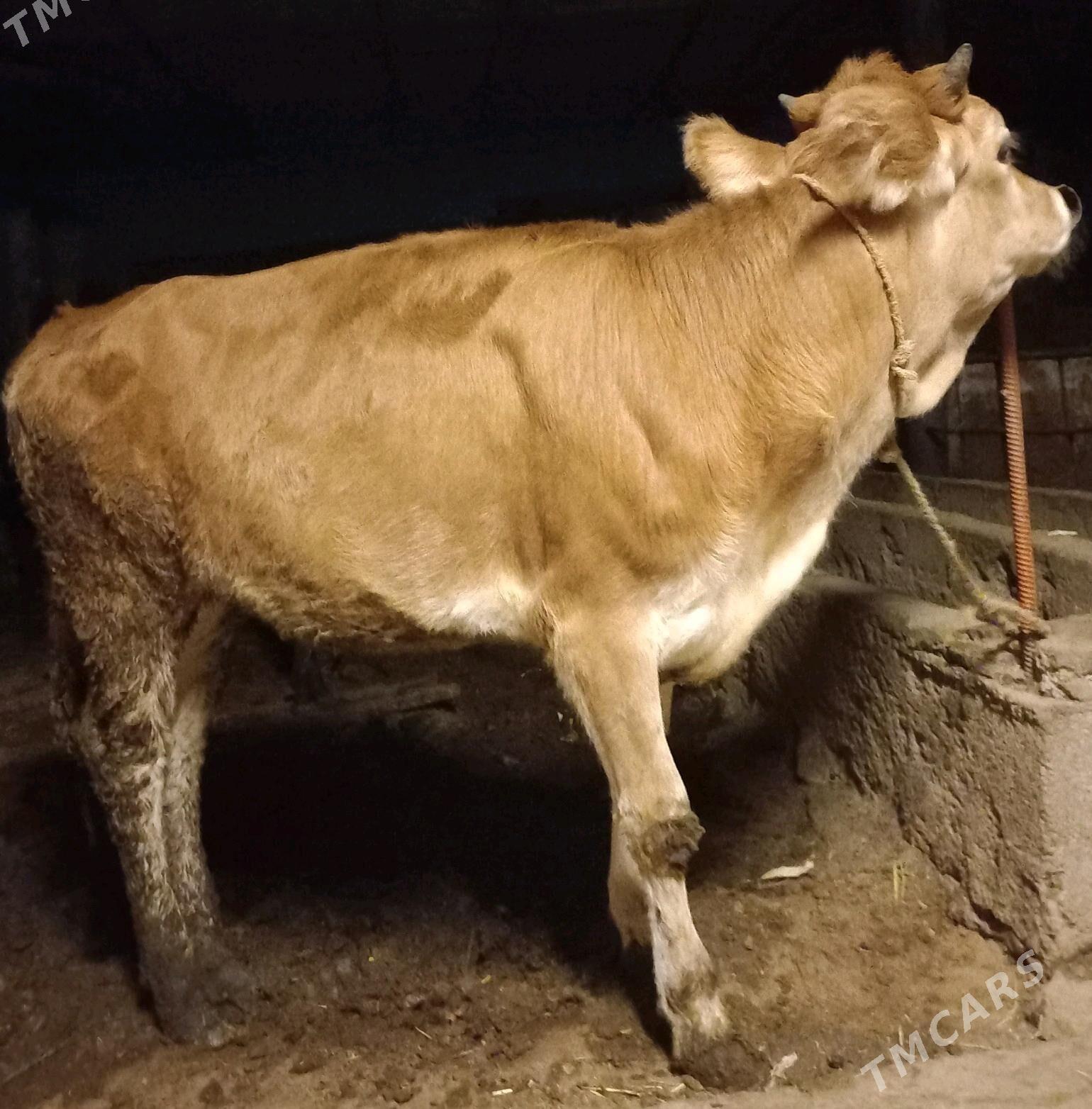 tuwe - Ýaşlyk - img 1